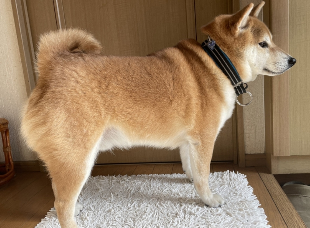 ペット臭の消臭